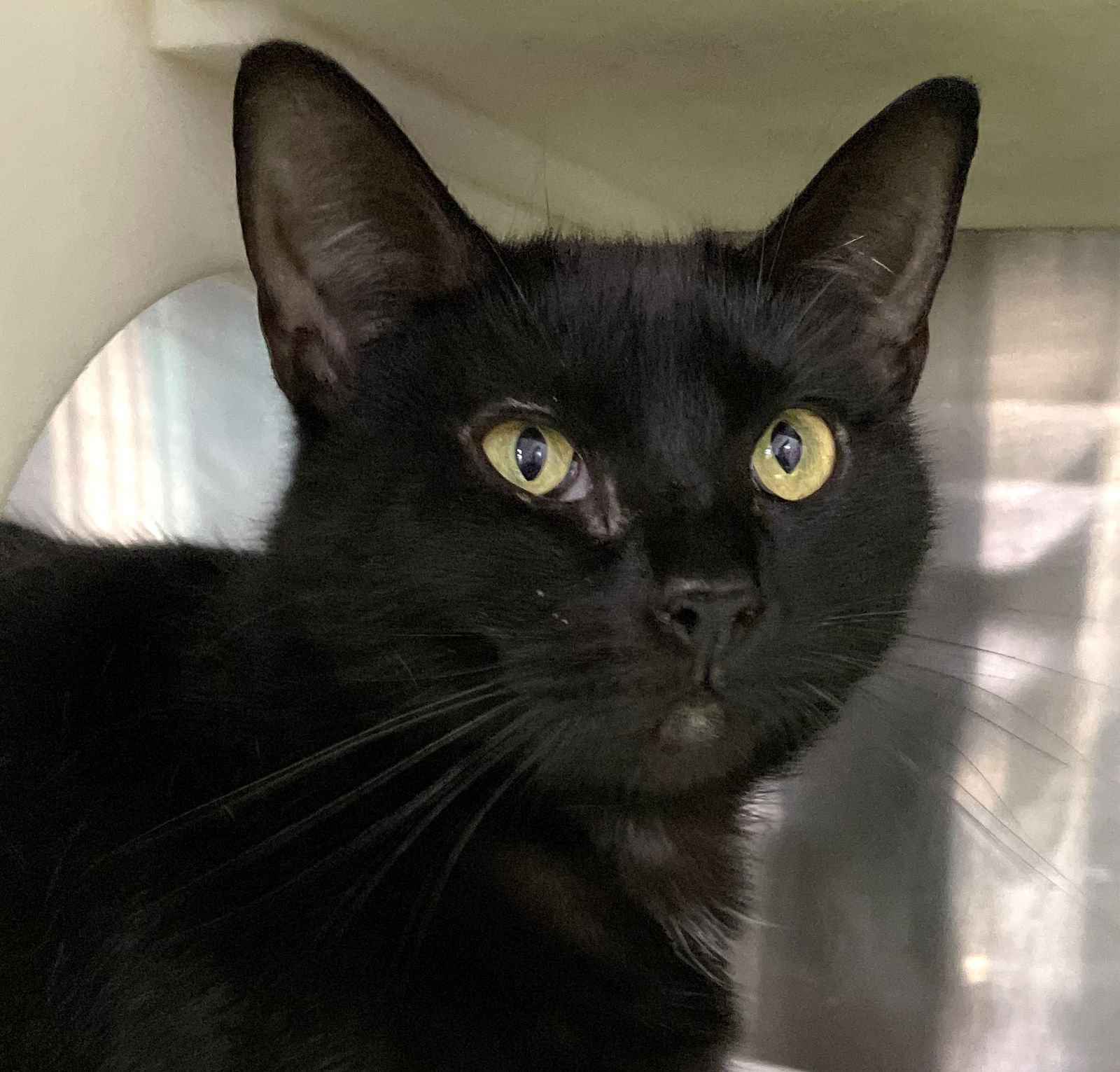 BLACKBIRD - Domestic Short Hair available for adoption