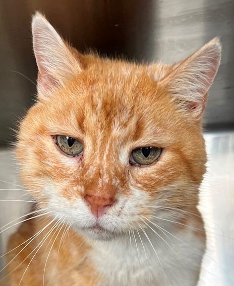 SIMON - Tabby available for adoption