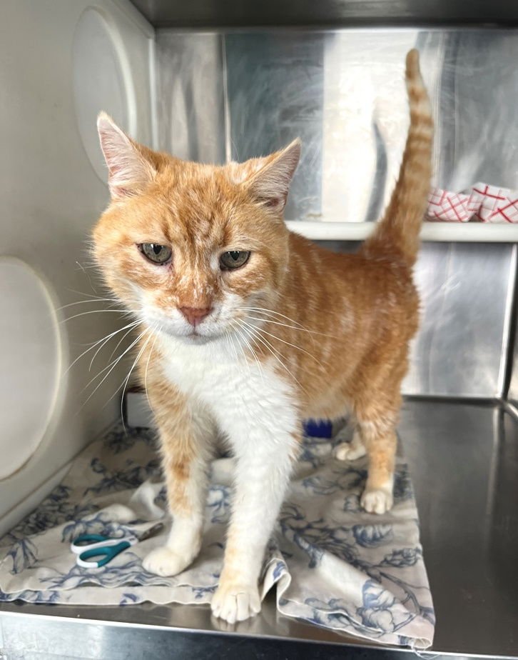 SIMON - Tabby available for adoption