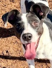 FIFI - Terrier available for adoption