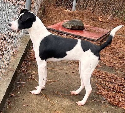 FIFI - Terrier available for adoption