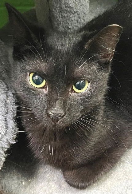 LA FLEUR - Domestic Short Hair available for adoption