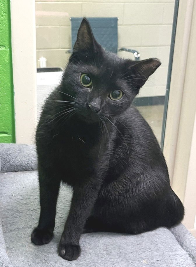 LA FLEUR - Domestic Short Hair available for adoption