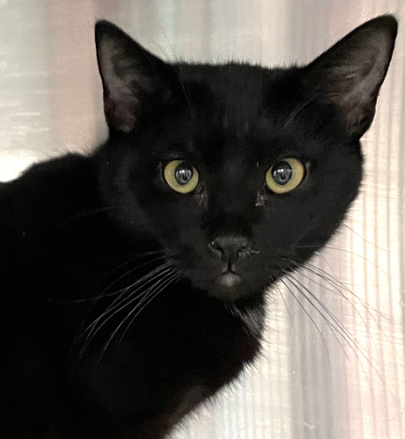 CROW - Domestic Short Hair available for adoption