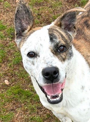 WALDO - Australian Cattle Dog/Blue Heeler available for adoption