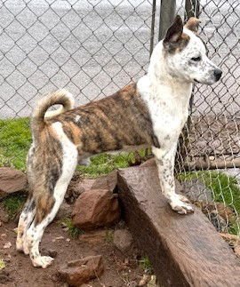 WALDO - Australian Cattle Dog/Blue Heeler available for adoption