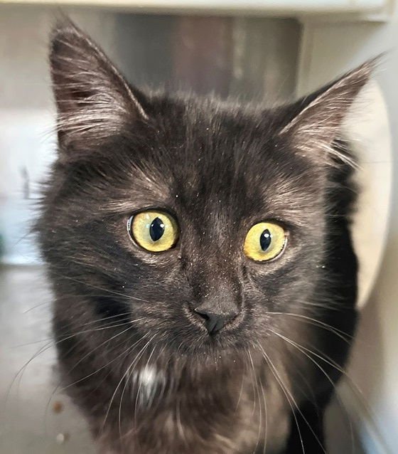 KIT - Domestic Long Hair available for adoption