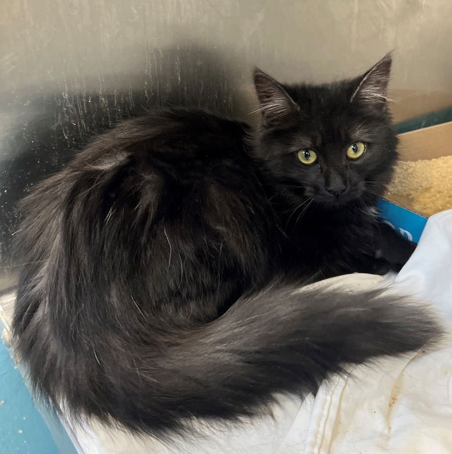 KIT - Domestic Long Hair available for adoption