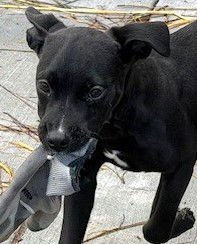 GRACIE - Pit Bull Terrier available for adoption