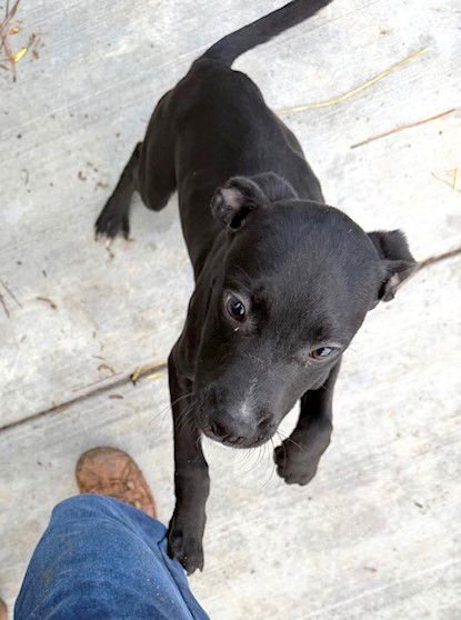 GRACIE - Pit Bull Terrier available for adoption