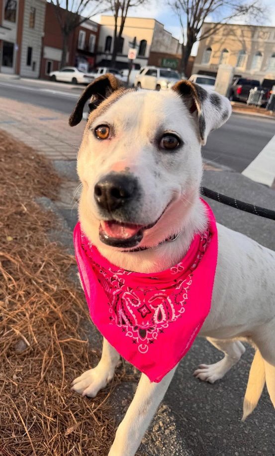 CHANEL - Pit Bull Terrier available for adoption