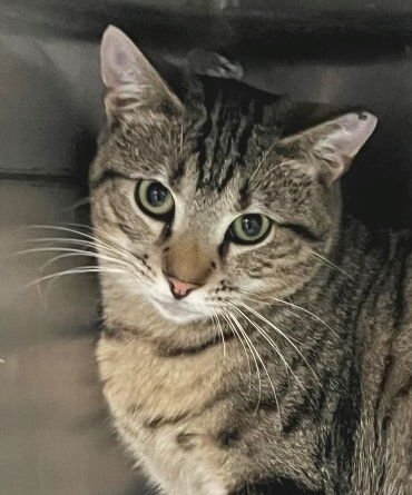 TAJ - Tabby available for adoption