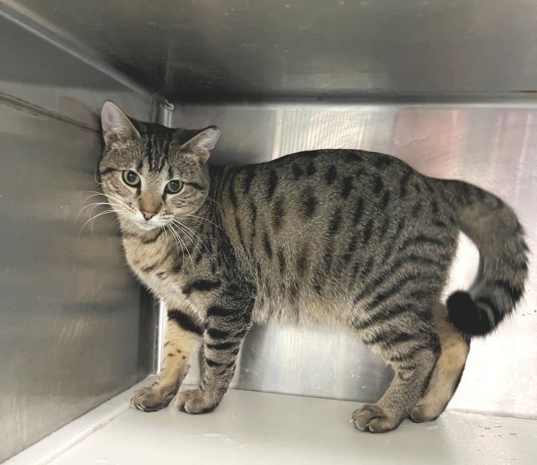 TAJ - Tabby available for adoption