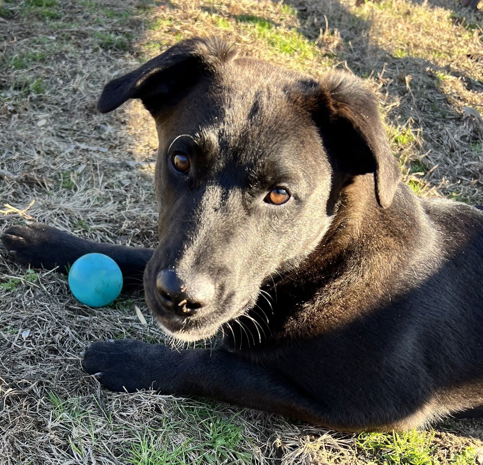 MEEKO - Belgian Shepherd Malinois available for adoption
