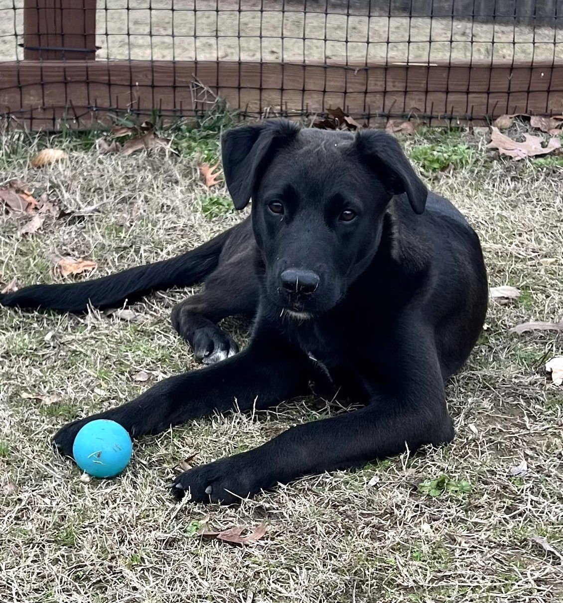 MEEKO - Belgian Shepherd Malinois available for adoption