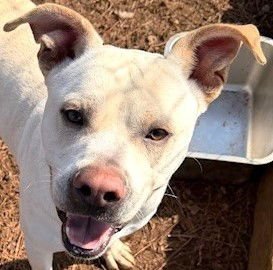 WYATT - Bulldog / Labrador Retriever available for adoption