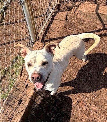 WYATT - Bulldog / Labrador Retriever available for adoption