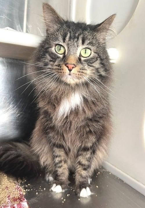 P. J. - Tabby / Domestic Long Hair available for adoption