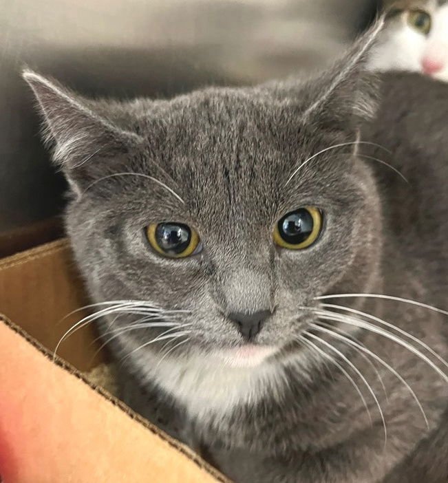 JOY - Domestic Short Hair available for adoption