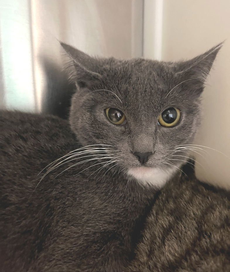 JOY - Domestic Short Hair available for adoption