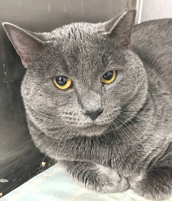 OZIER - Domestic Short Hair available for adoption