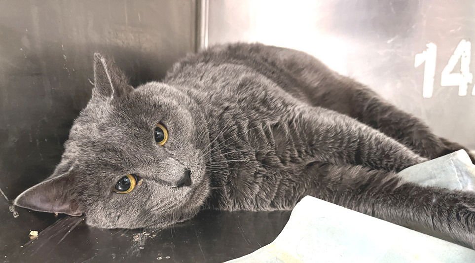 OZIER - Domestic Short Hair available for adoption