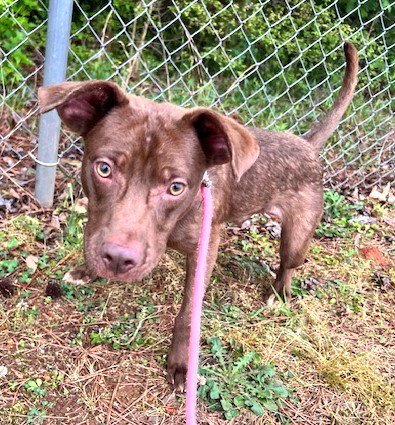 PO - Labrador Retriever available for adoption