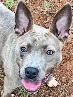 GYPSY - Pit Bull Terrier available for adoption