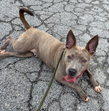 GYPSY - Pit Bull Terrier available for adoption