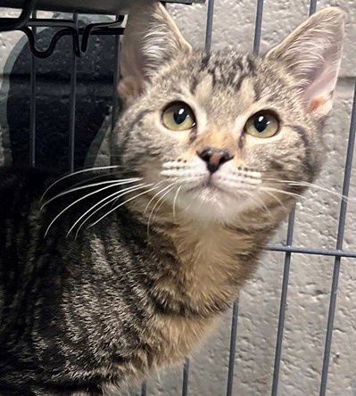 SCUT - Tabby available for adoption