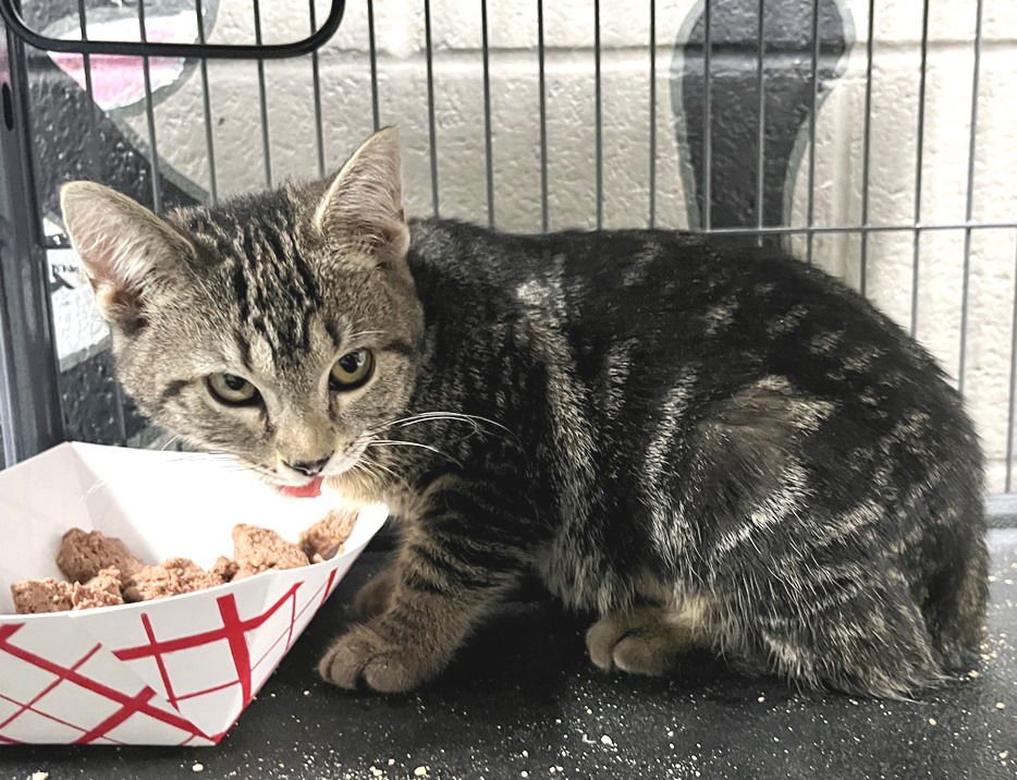 SCUT - Tabby available for adoption