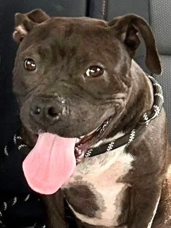 HARPER - Pit Bull Terrier available for adoption