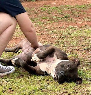 HARPER - Pit Bull Terrier available for adoption