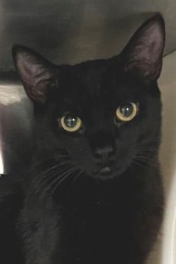 JADE - Domestic Short Hair available for adoption