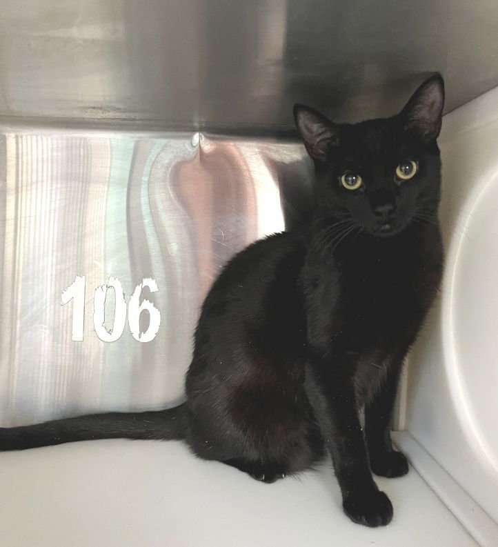 JADE - Domestic Short Hair available for adoption