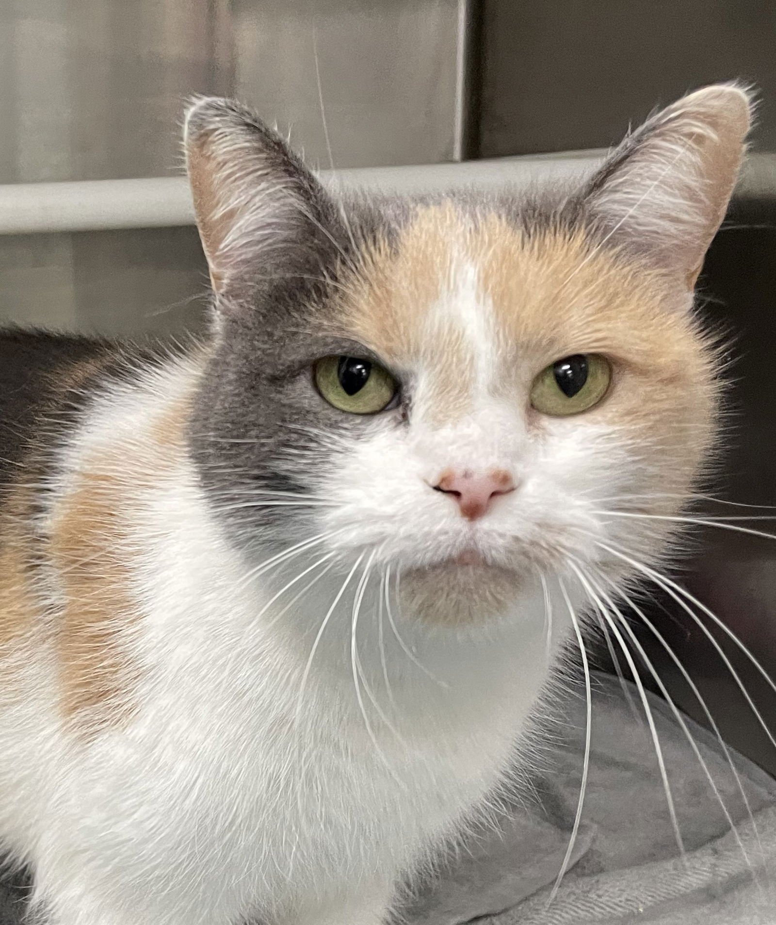 BEATRICE - Calico available for adoption