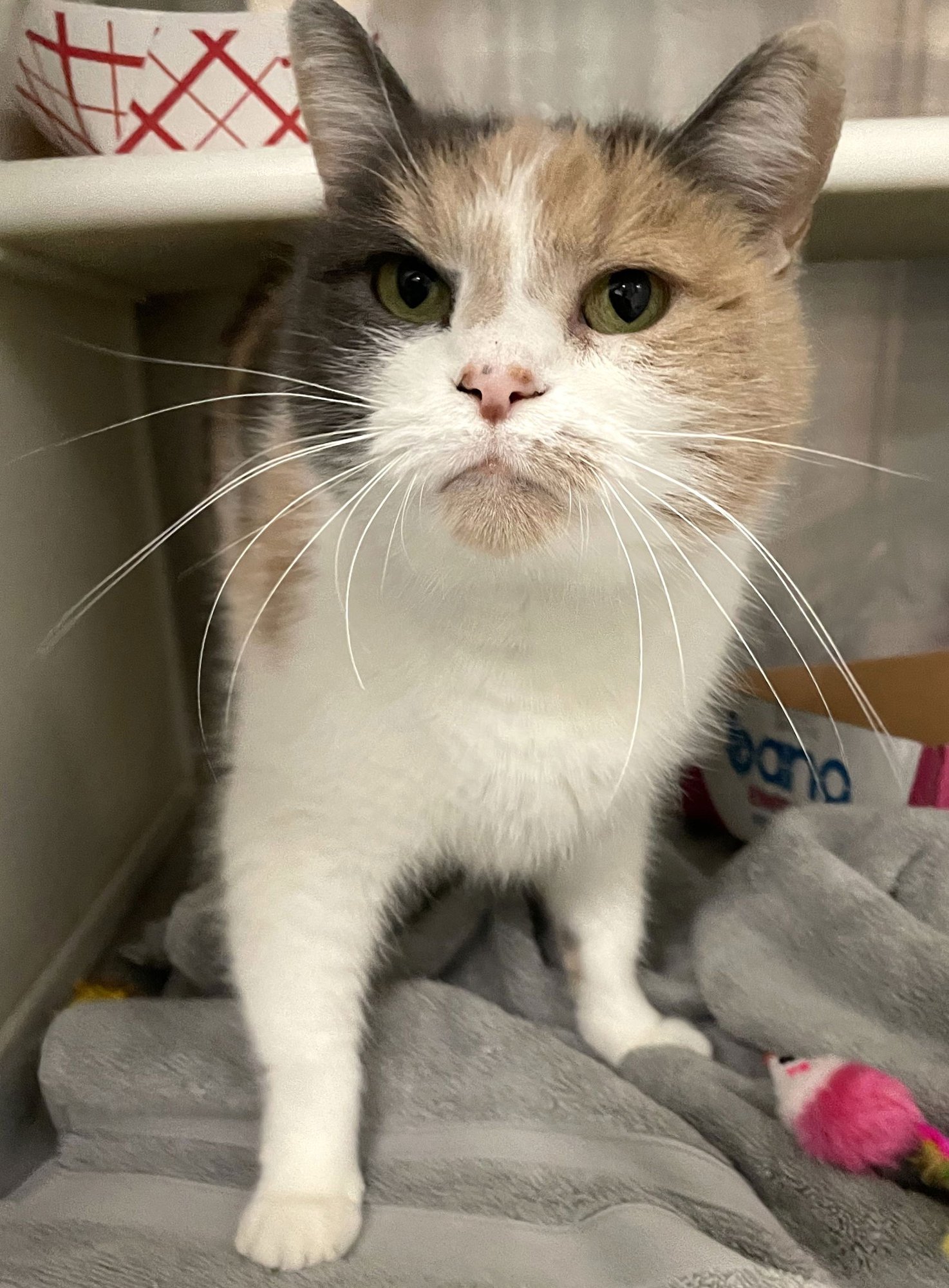 BEATRICE - Calico available for adoption