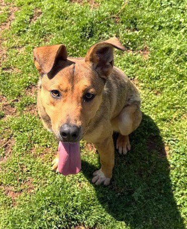 BLAZE - Hound / Shepherd available for adoption