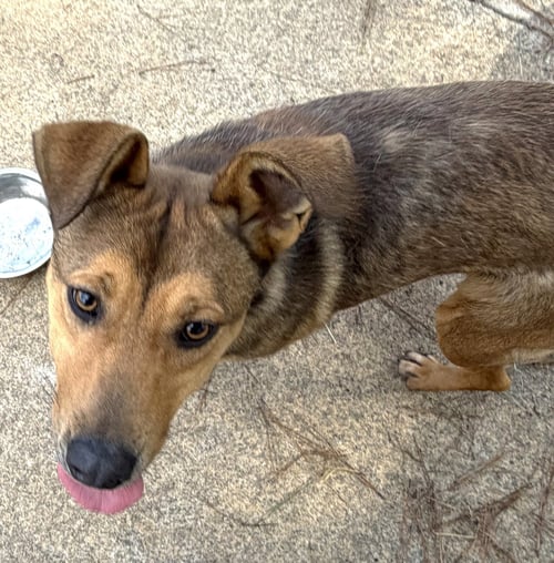 BLAZE - Hound / Shepherd available for adoption