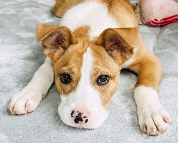 RAIN - Pit Bull Terrier available for adoption