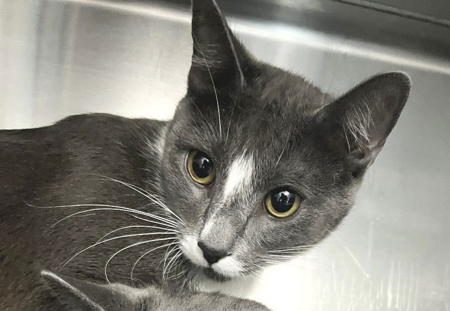 PAM - Domestic Short Hair available for adoption