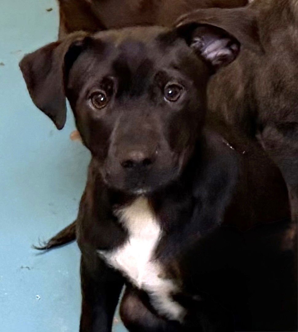 LENTILS - Australian Cattle Dog/Blue Heeler available for adoption