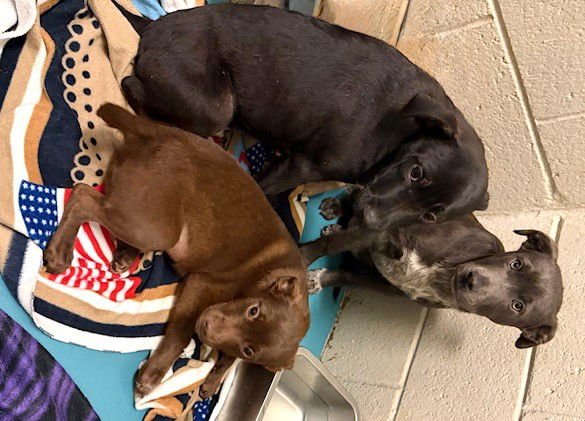 LENTILS - Australian Cattle Dog/Blue Heeler available for adoption