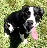 Harvey - Photo 2