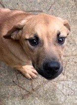 ANGUS - Mastiff available for adoption