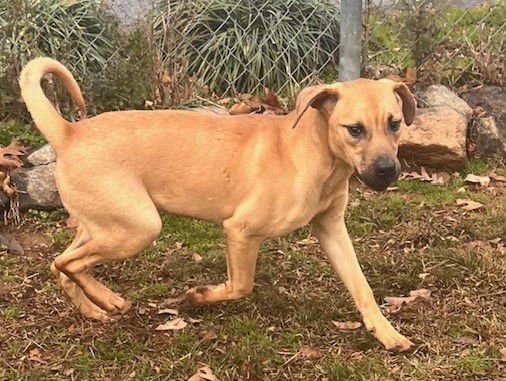 ANGUS - Mastiff available for adoption