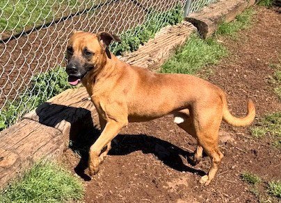 HANK - Shepherd available for adoption