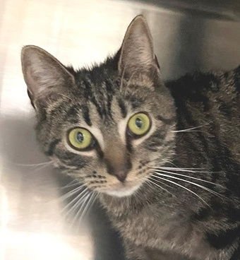 WICKED - Tabby available for adoption