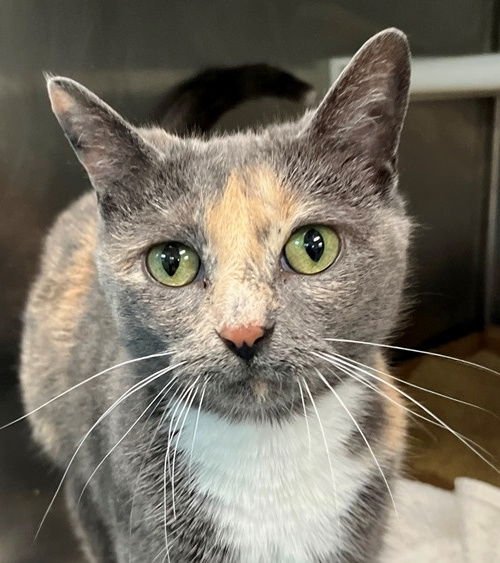 DESTINY - Dilute Tortoiseshell / Domestic Short Hair available for adoption