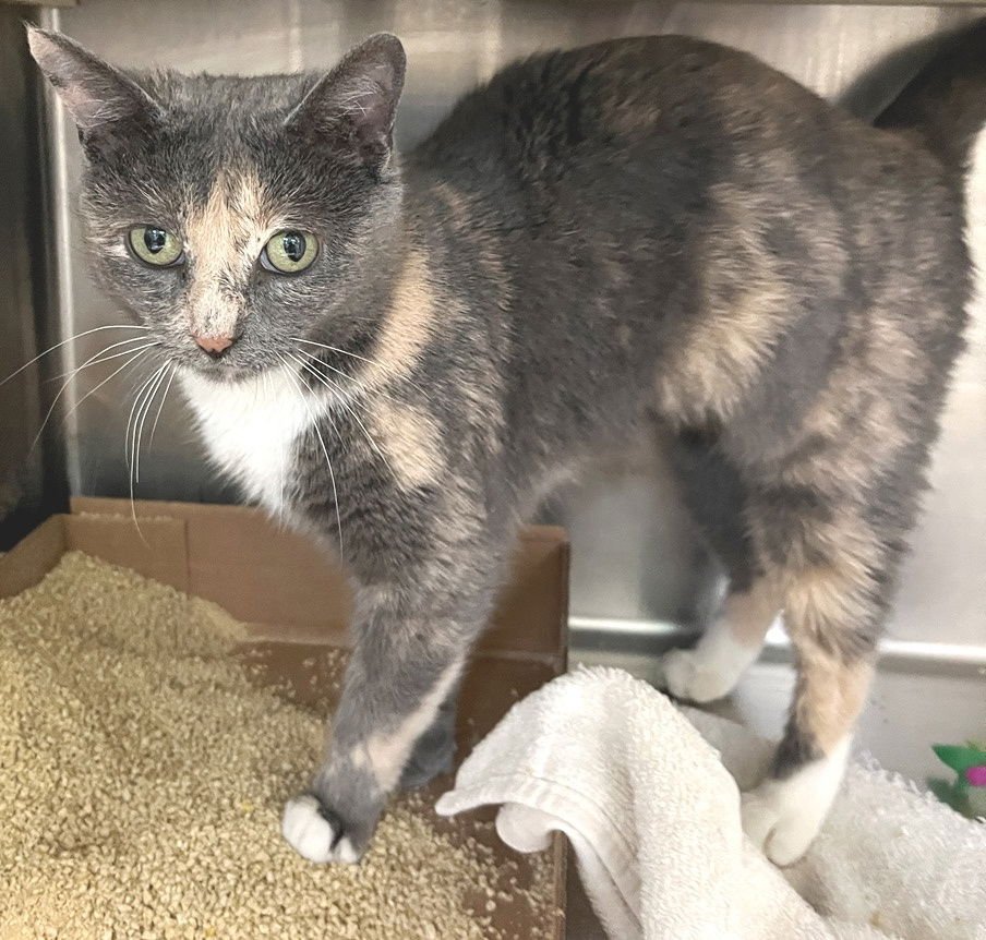 DESTINY - Dilute Tortoiseshell / Domestic Short Hair available for adoption